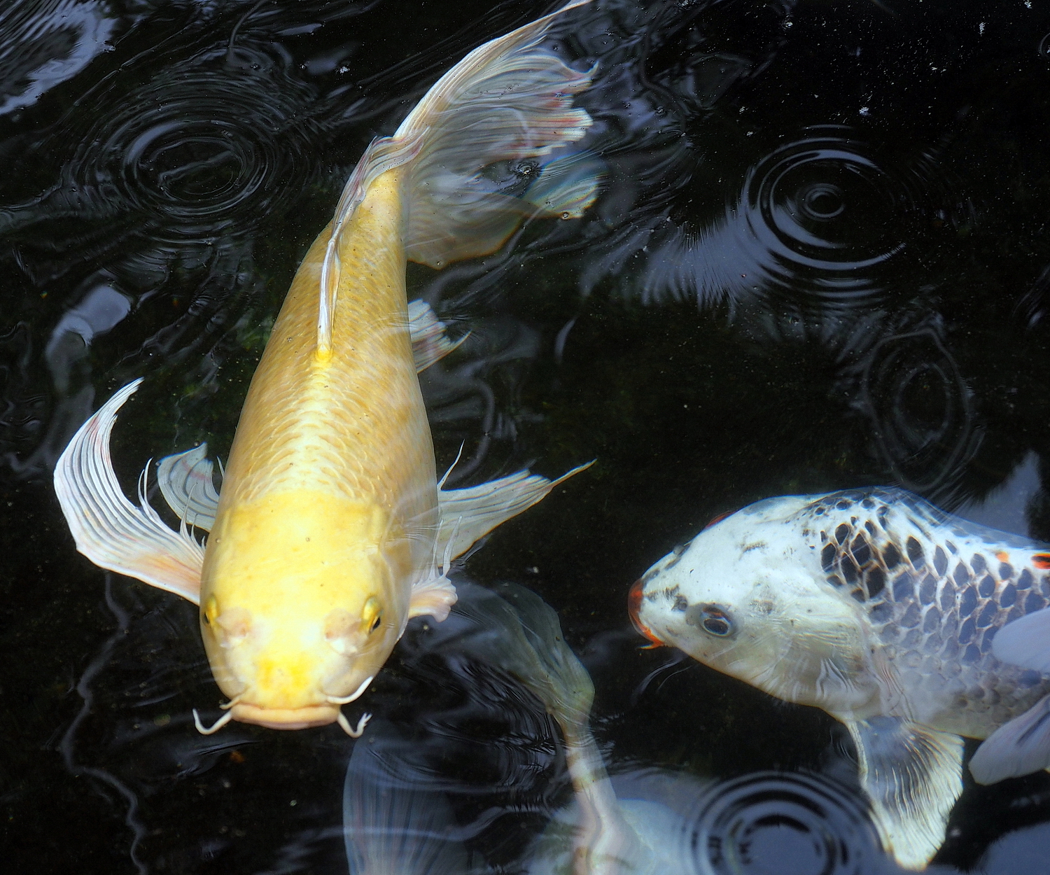 陳永鑑_錦鯉遊緃_20200412d.jpg