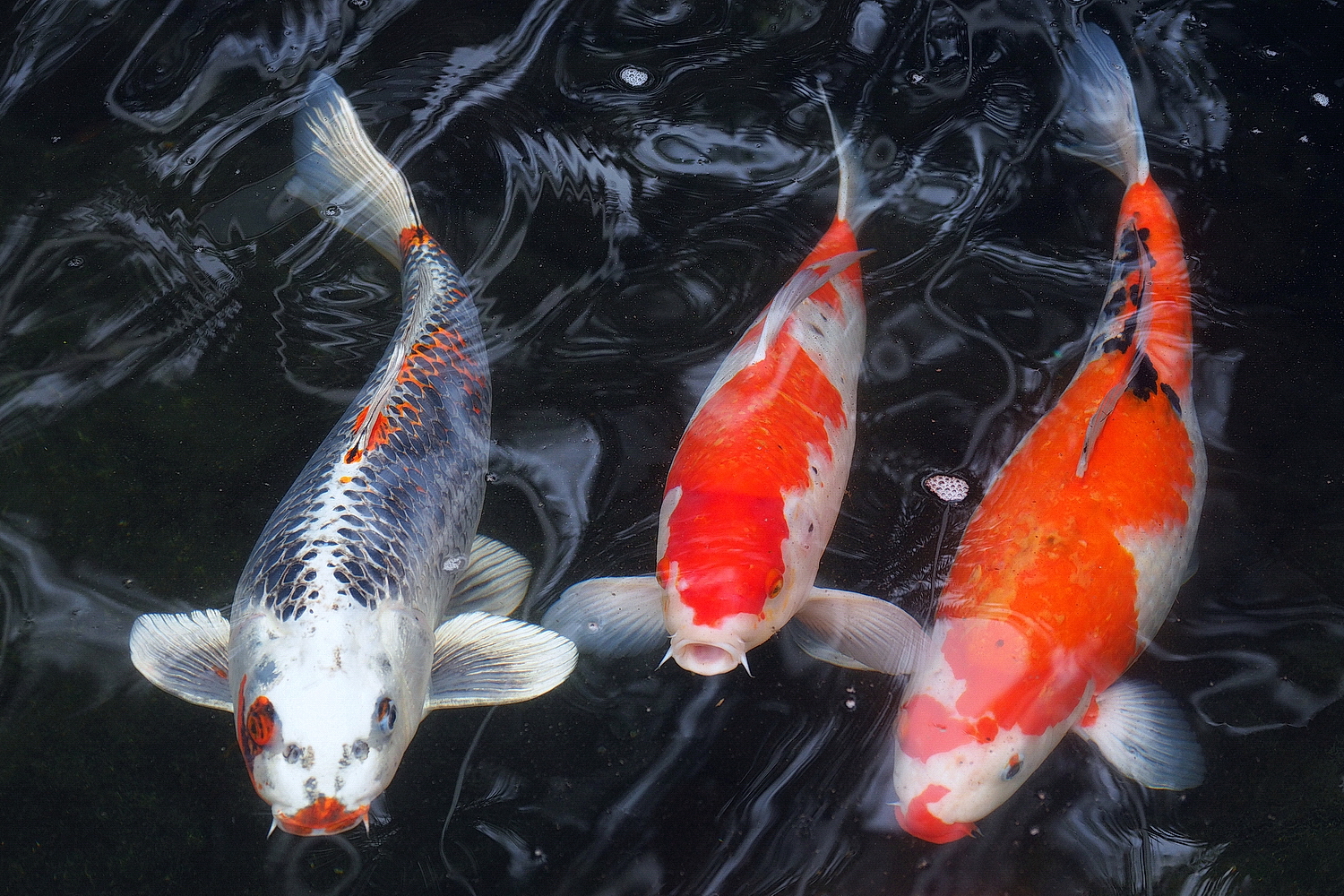 陳永鑑_錦鯉遊緃_20200412u.jpg