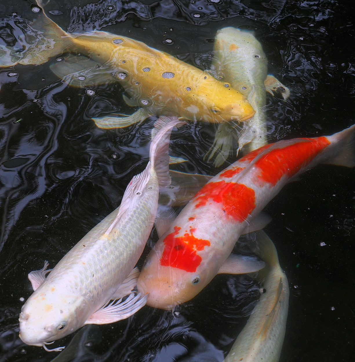 陳永鑑_錦鯉遊緃_20200412t.jpg