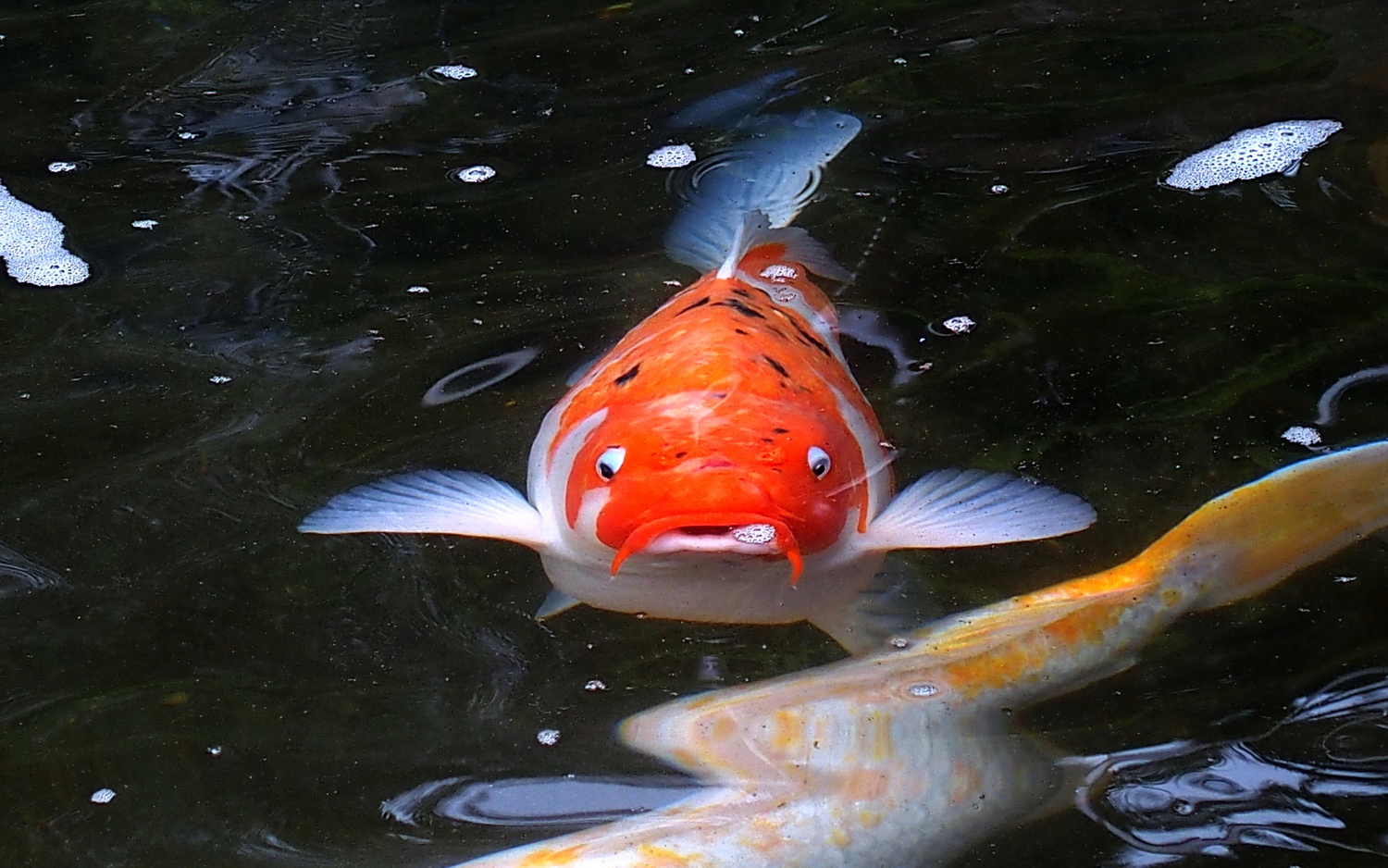 陳永鑑_錦鯉遊緃_20200414e.jpg