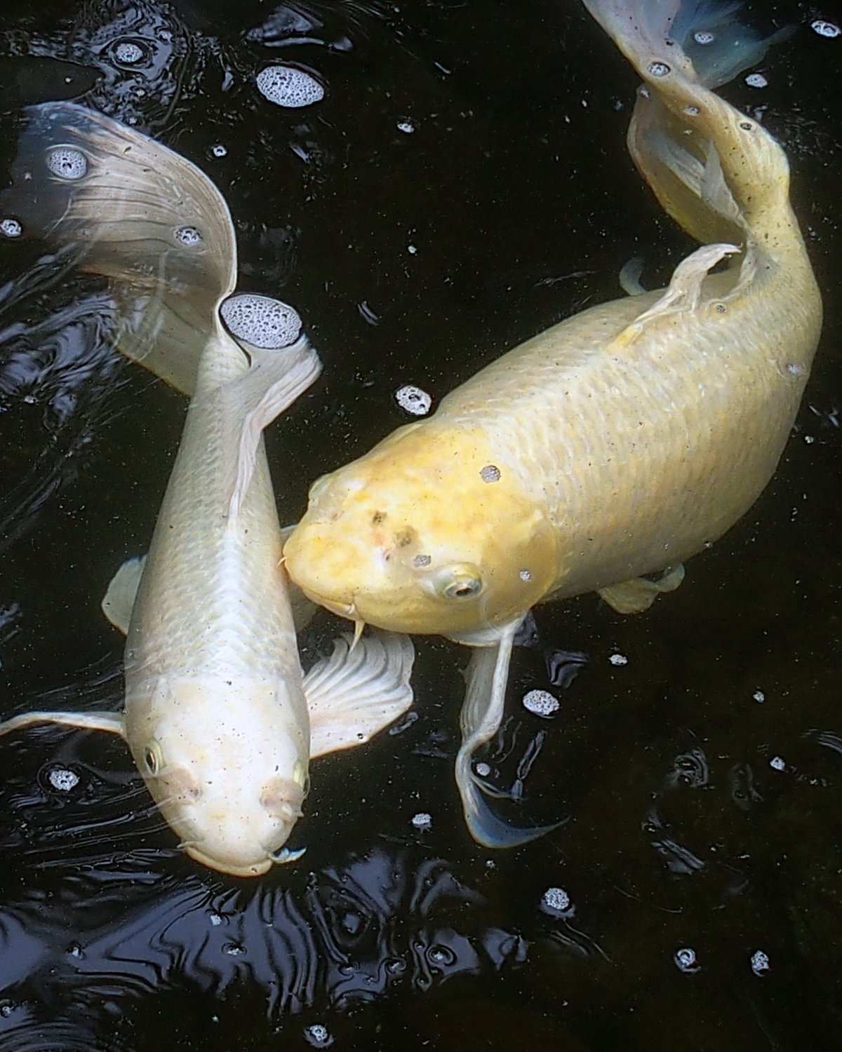 陳永鑑_錦鯉遊緃_20200414c.jpg