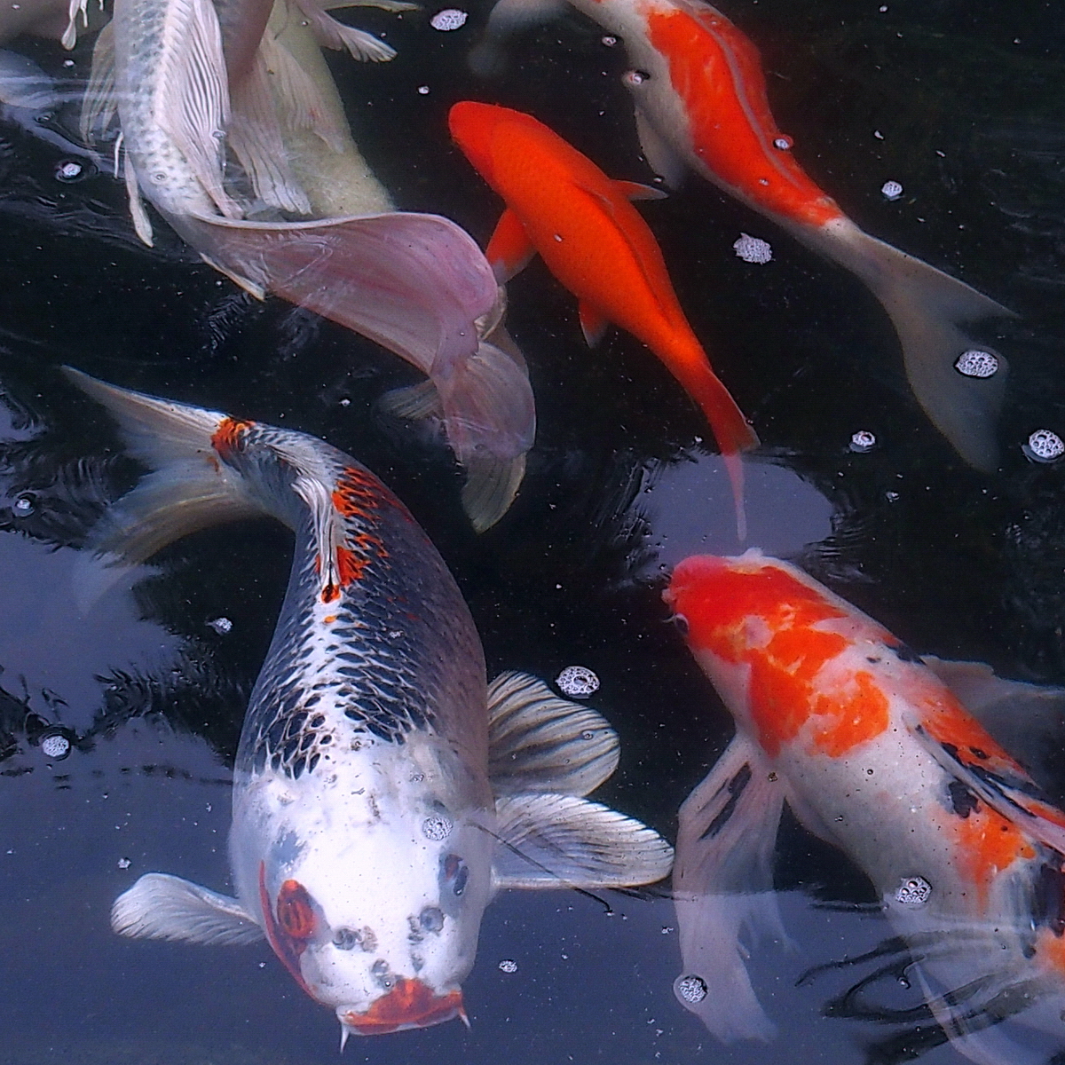 陳永鑑_錦鯉遊緃_20200414b.jpg