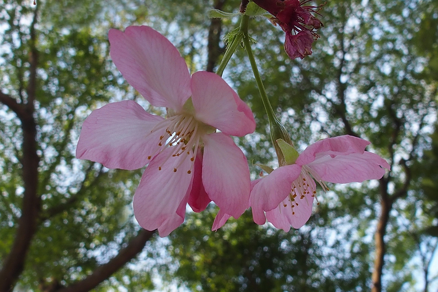 陳永鑑櫻花作品20200416e.jpg