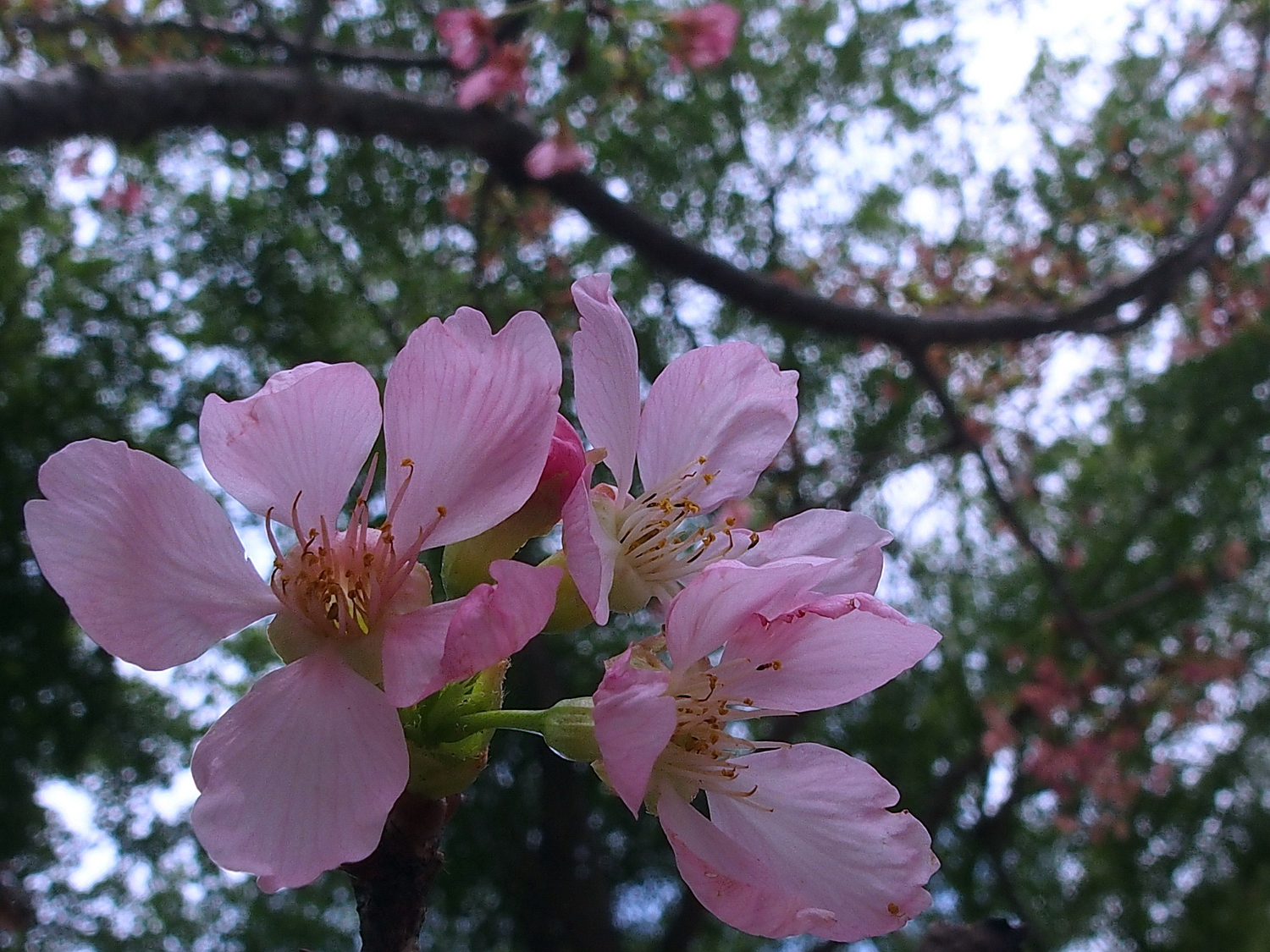 陳永鑑櫻花作品20200420a.jpg