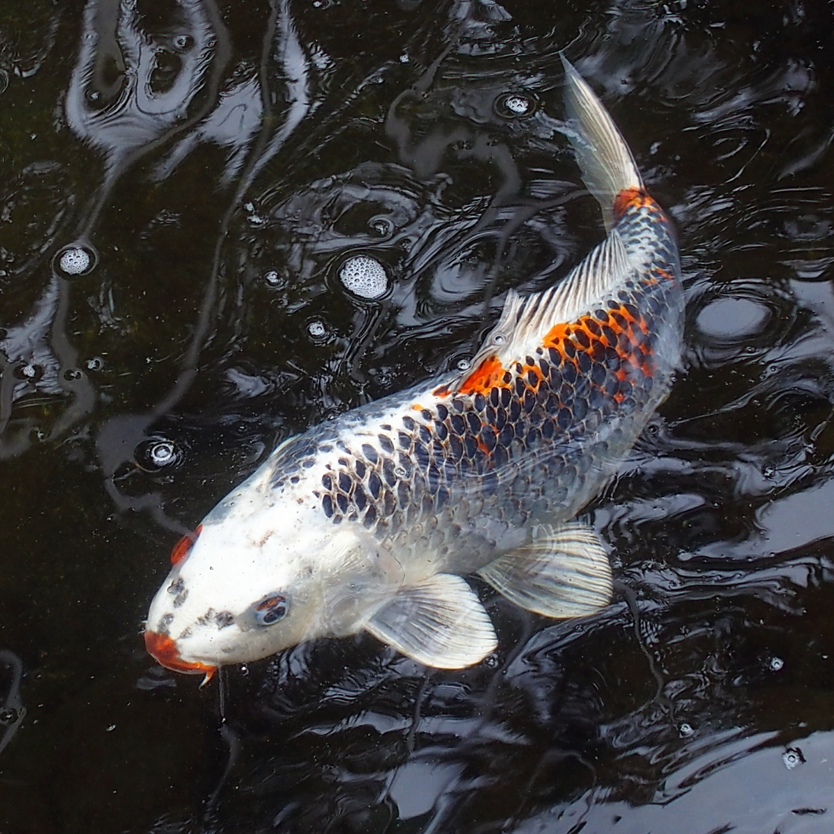 陳永鑑_錦鯉遊緃_20200421f.jpg