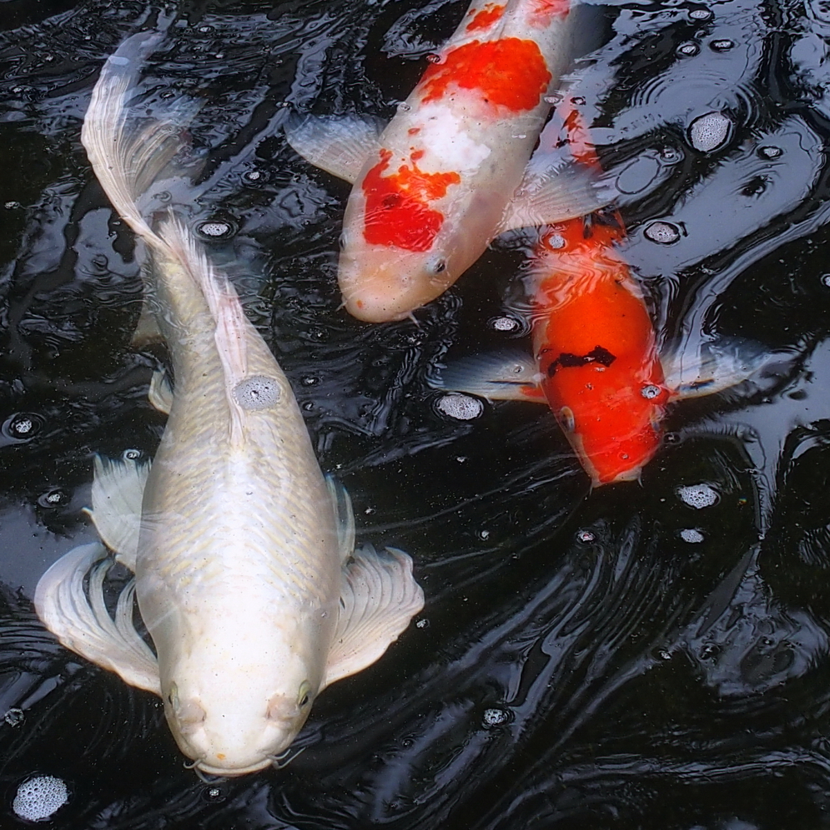 陳永鑑_錦鯉遊緃_20200421d.jpg