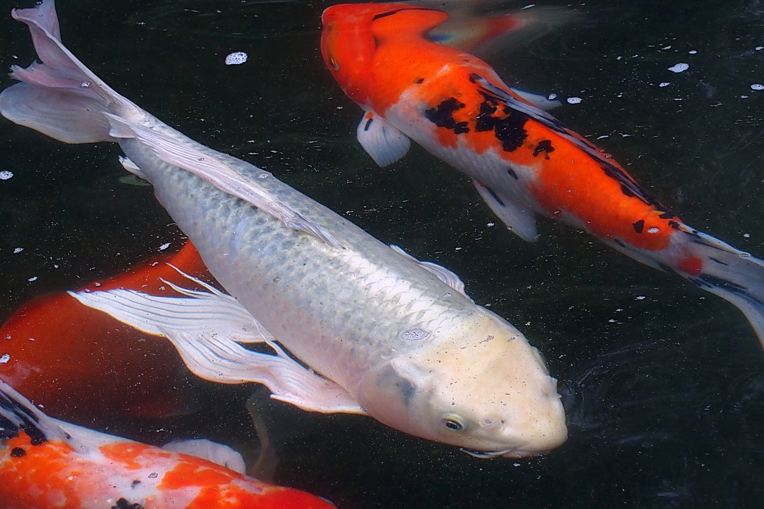 陳永鑑_錦鯉遊緃_20200421a.jpg