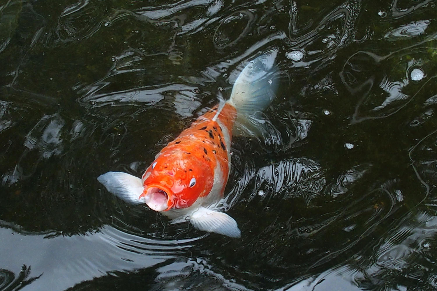 陳永鑑_錦鯉遊緃_20200421p.jpg