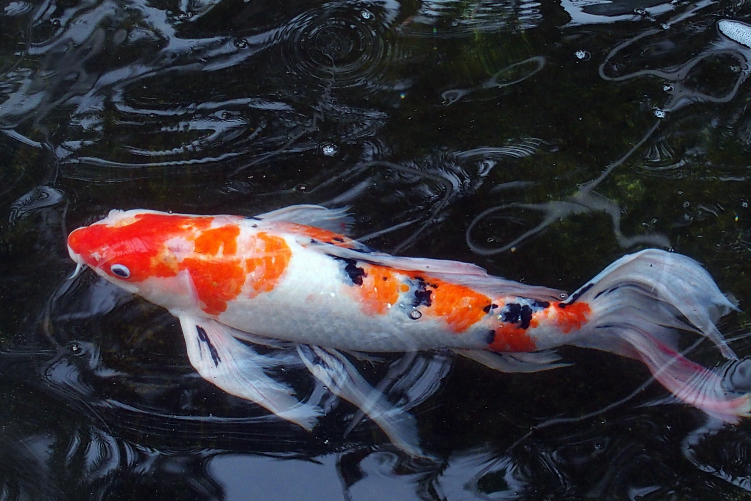 陳永鑑_錦鯉遊緃_20200423g.jpg