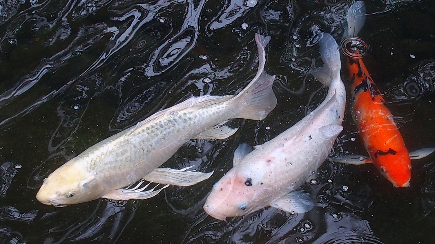 陳永鑑_錦鯉遊緃_20200424f.jpg