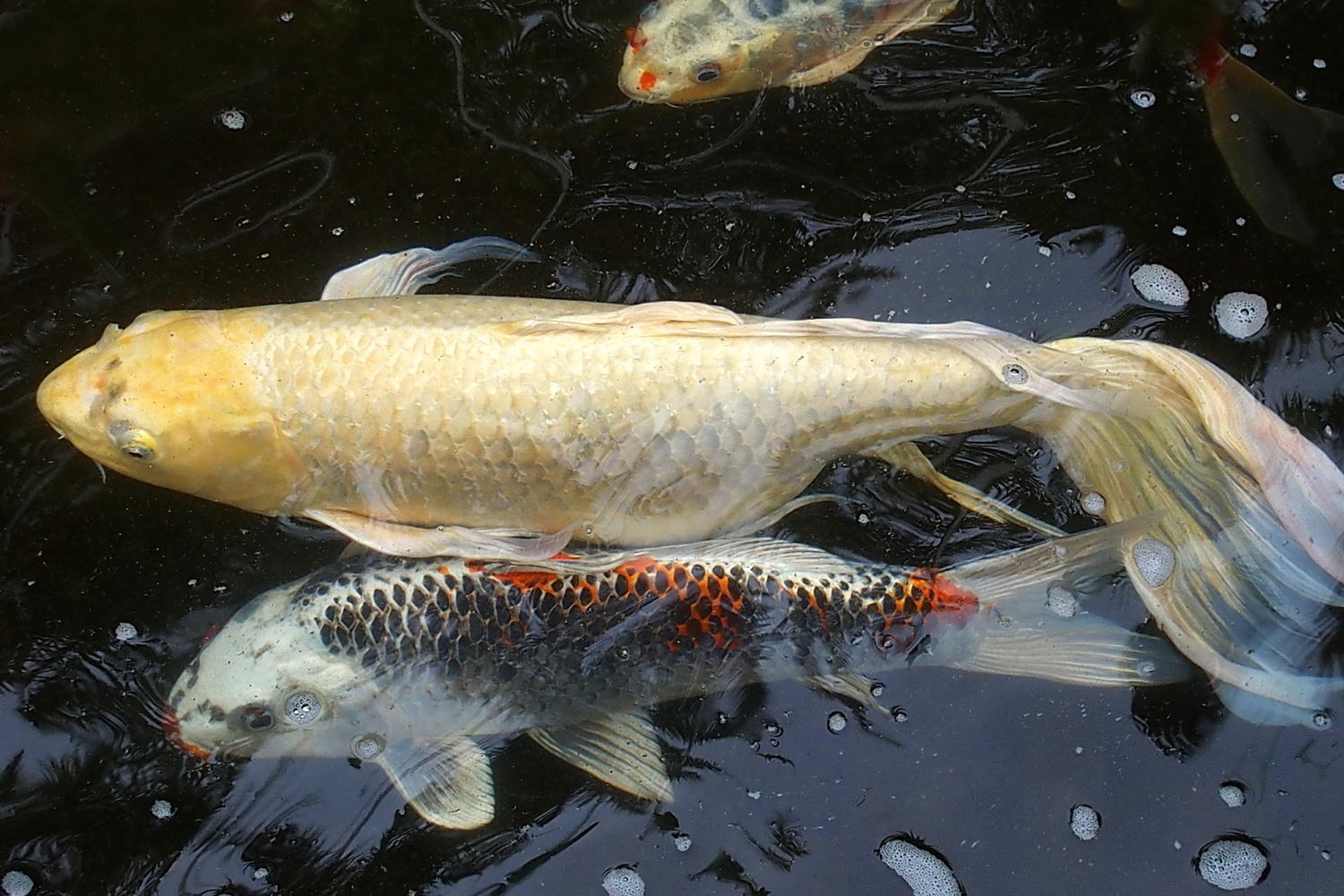 陳永鑑_錦鯉遊緃_20200424e.jpg