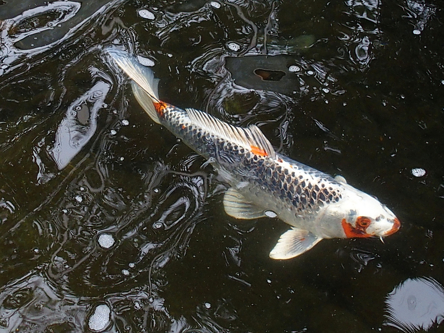 陳永鑑_錦鯉遊緃_20200424c.jpg