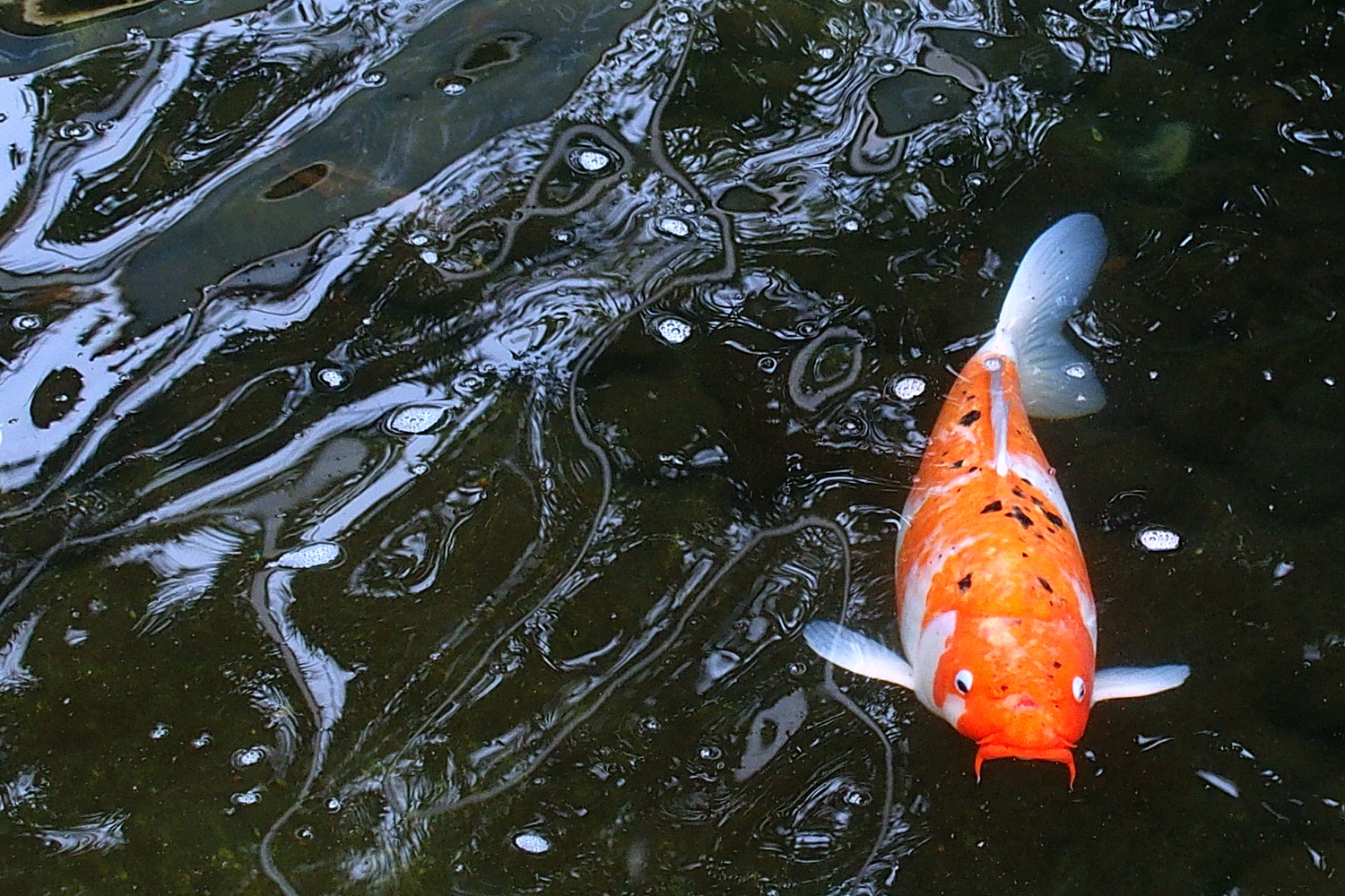陳永鑑_錦鯉遊緃_20200424b.jpg