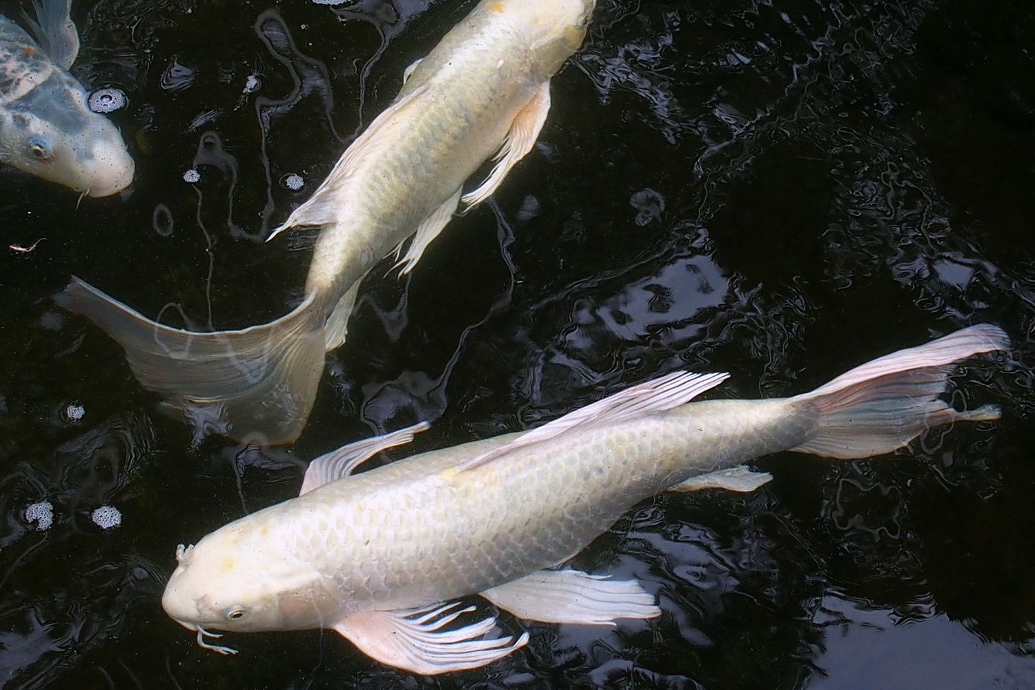 陳永鑑_錦鯉遊緃_20200425g.jpg