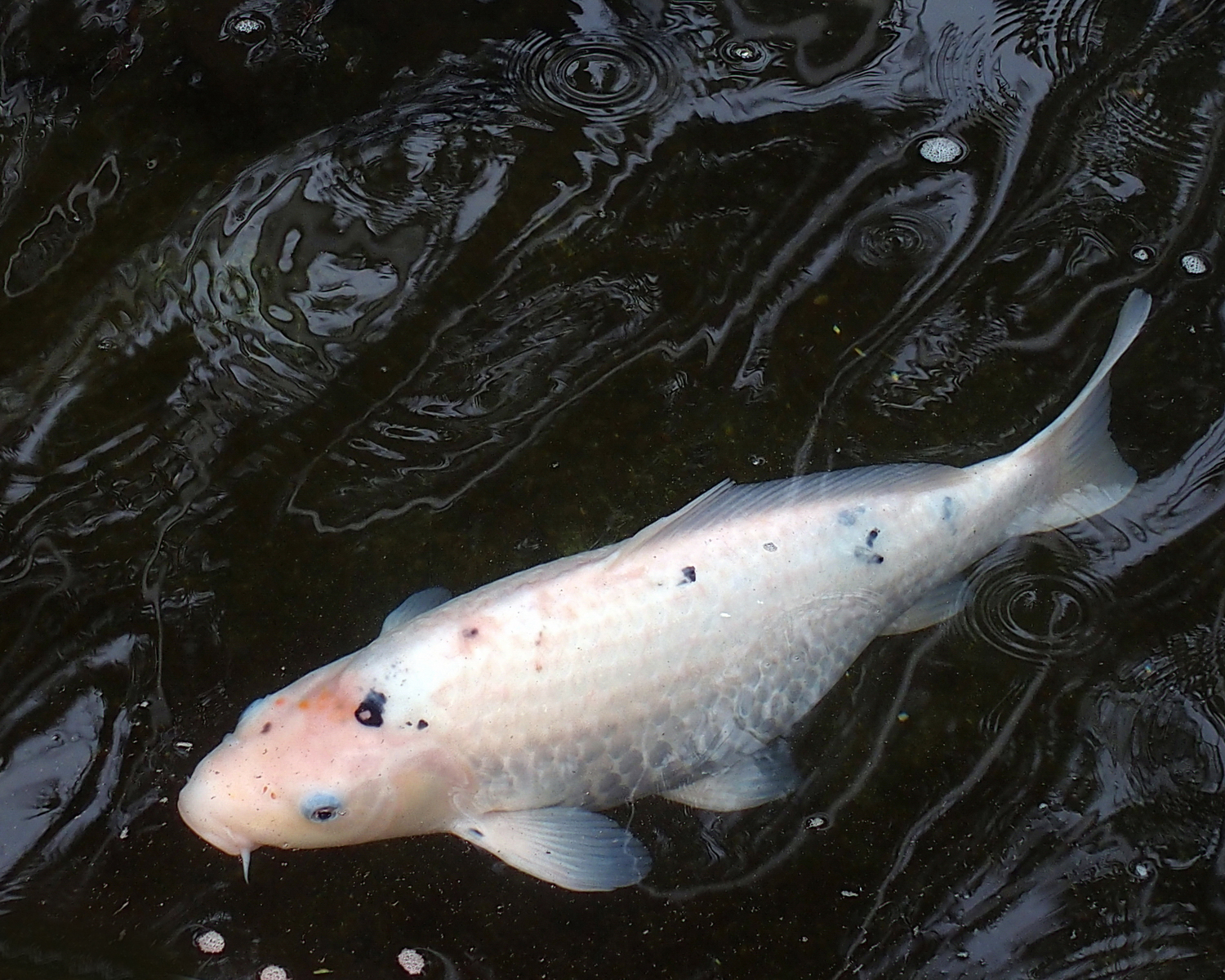 陳永鑑_錦鯉遊緃_20200425r.jpg