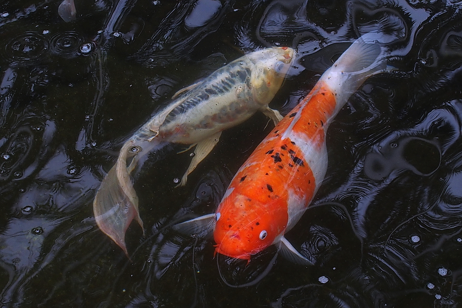 陳永鑑_錦鯉遊緃_20200425z3.jpg