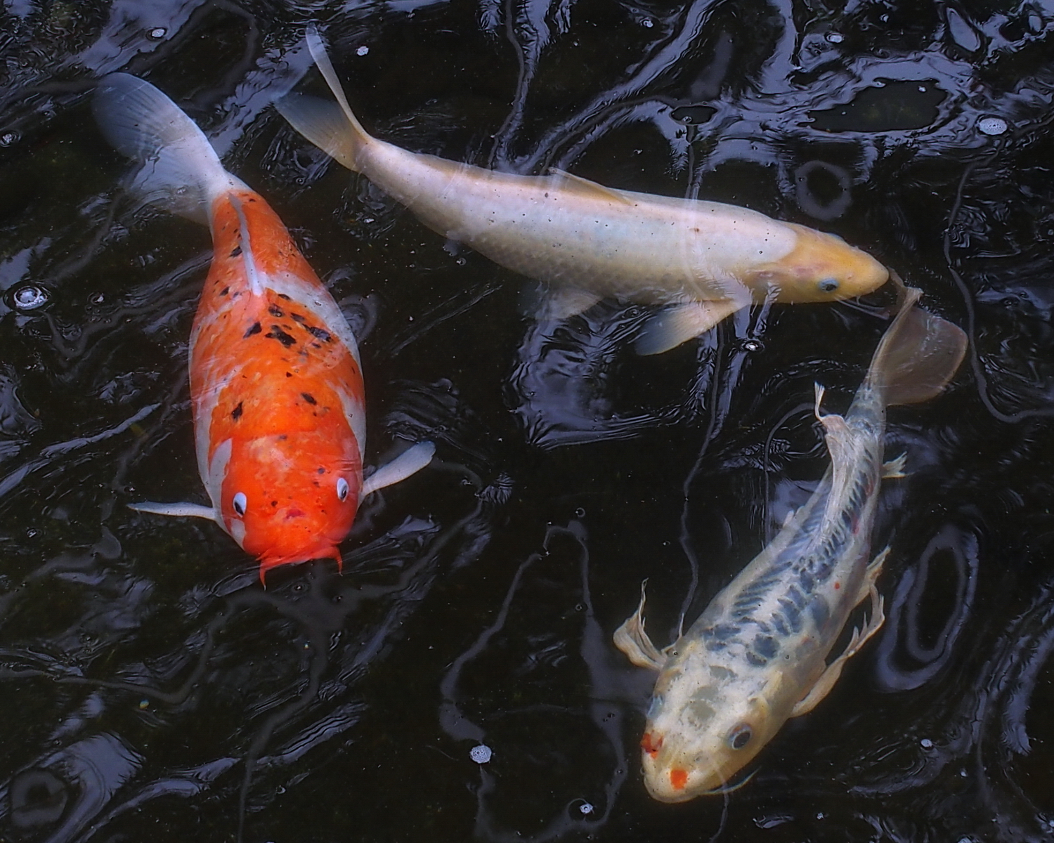 陳永鑑_錦鯉遊緃_20200425z2.jpg