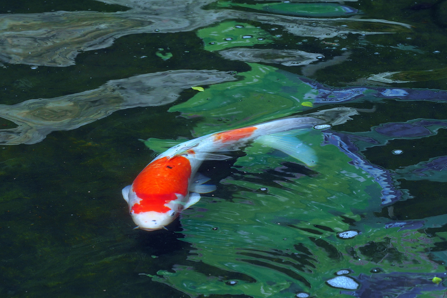 陳永鑑_錦鯉遊緃_20200428r.jpg