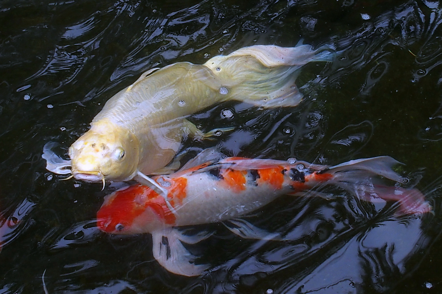 陳永鑑_錦鯉遊緃_20200428k.jpg