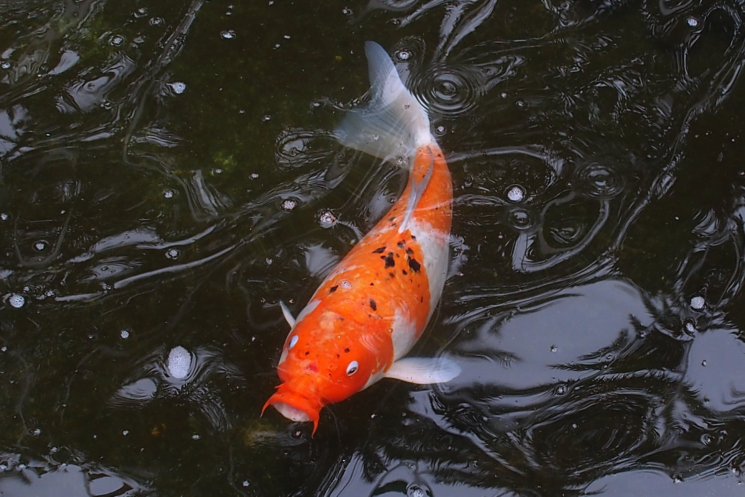 陳永鑑_錦鯉遊緃_20200428j.jpg