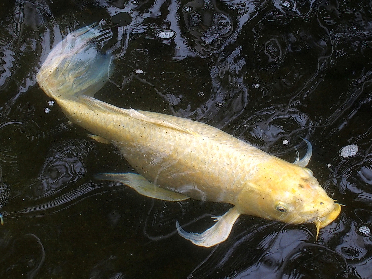 陳永鑑_錦鯉遊緃_20200428c.jpg