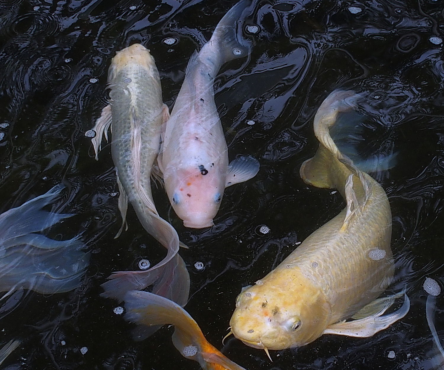 陳永鑑_錦鯉遊踨_20200502e.jpg