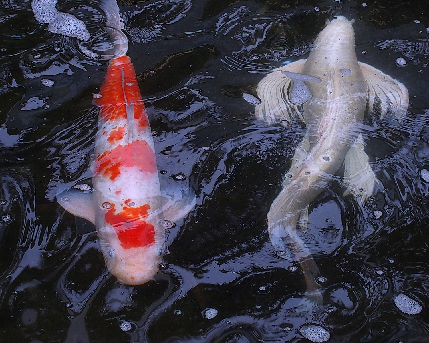 陳永鑑_錦鯉遊踨_20200502c.jpg