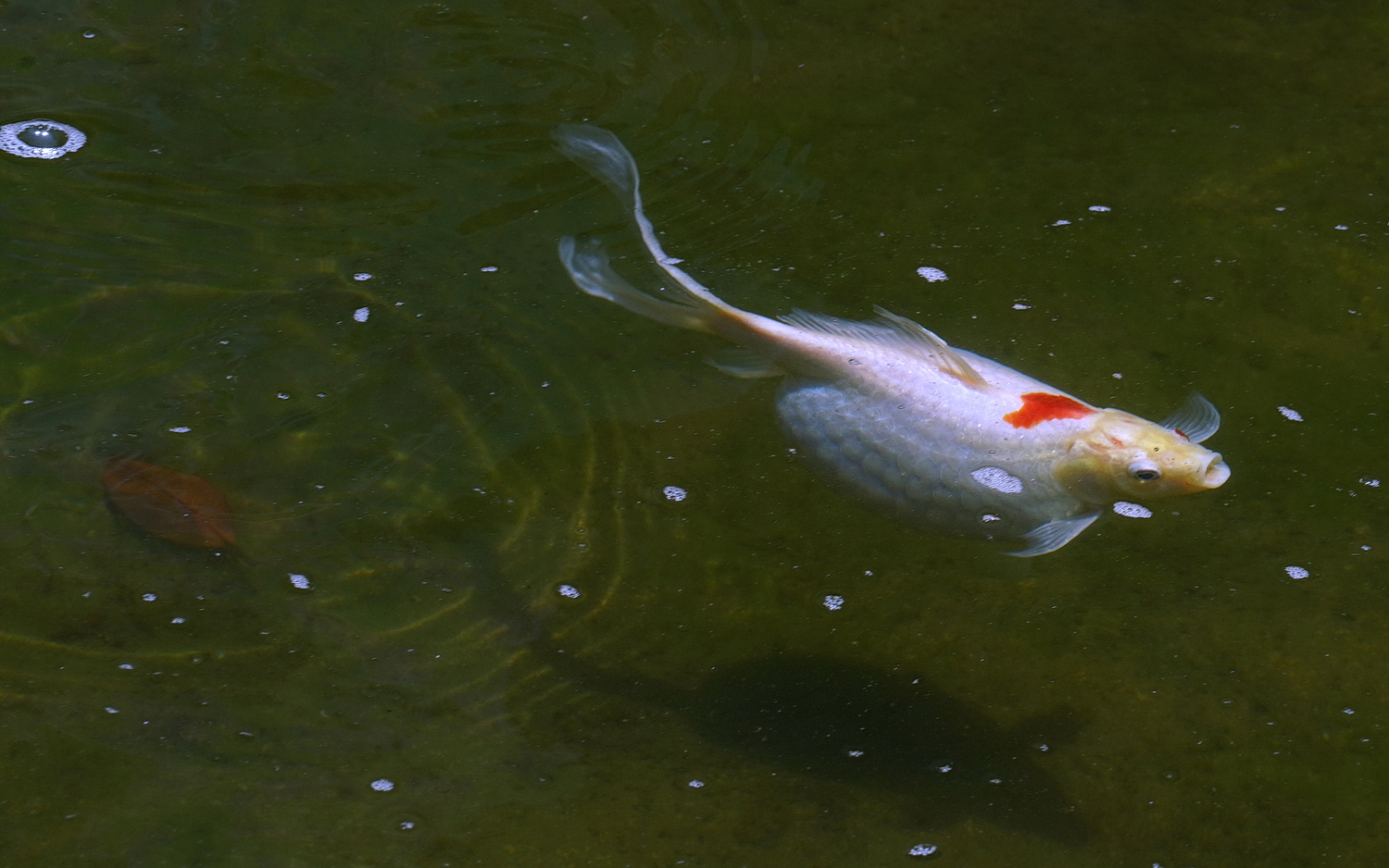 陳永鑑_錦鯉遊緃_20200505j.jpg