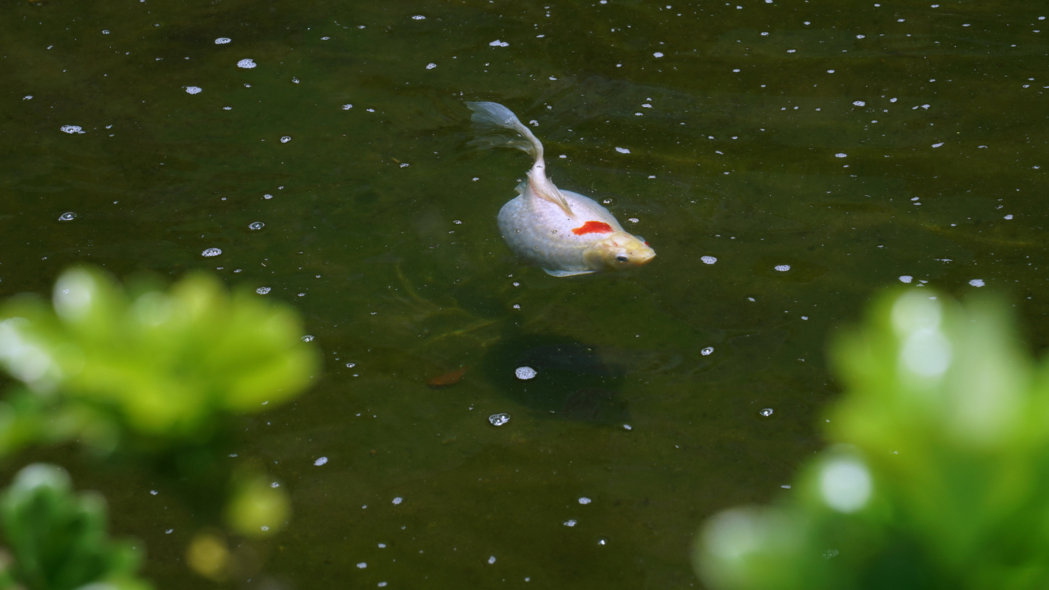 陳永鑑_錦鯉遊緃_20200505f.jpg