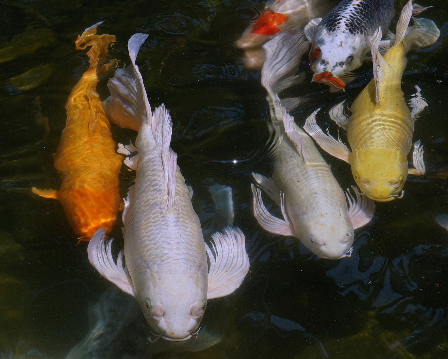 陳永鑑_錦鯉遊緃_20200505a.jpg
