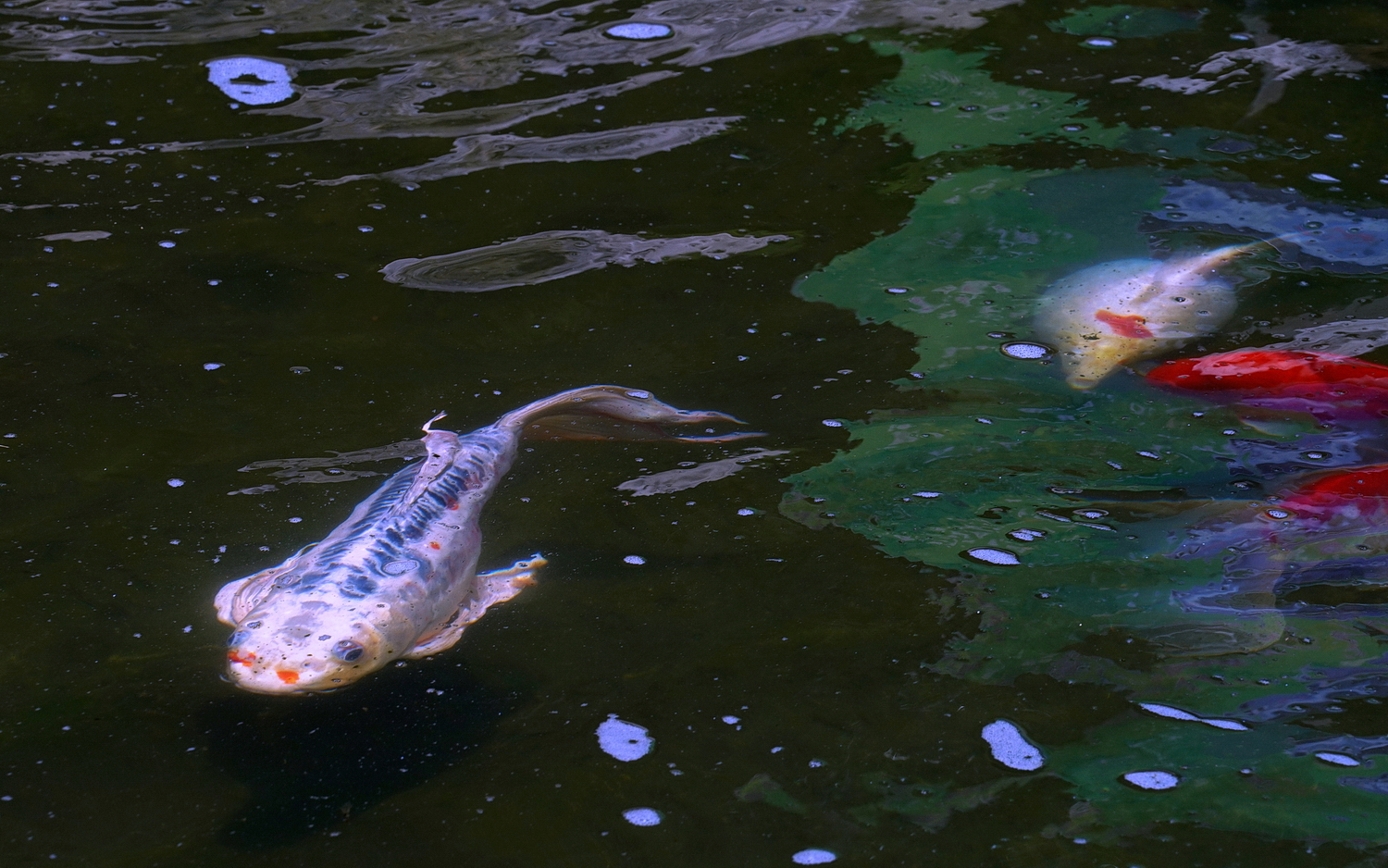 陳永鑑_錦鯉遊緃_20200507d.jpg