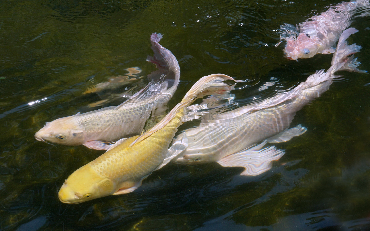 陳永鑑_錦鯉遊緃_20200507c.jpg