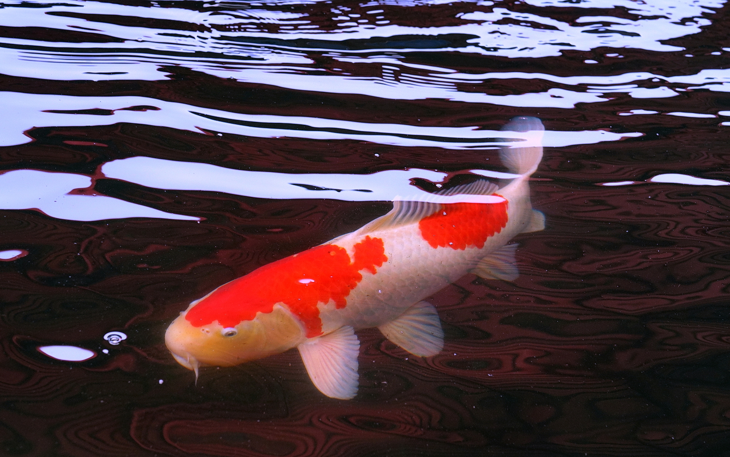 陳永鑑_錦鯉遊緃_20200510c.jpg