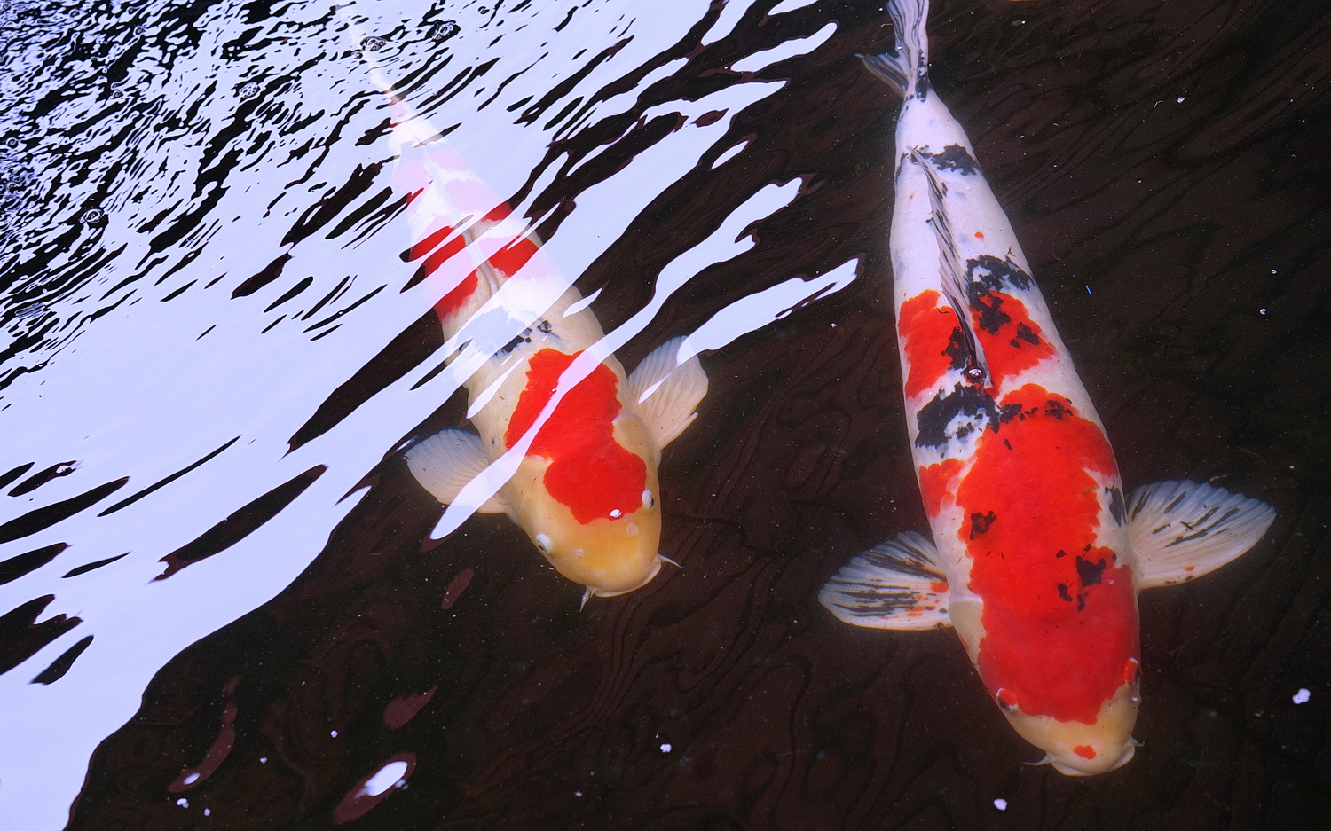 陳永鑑_錦鯉遊緃_20200511g.jpg