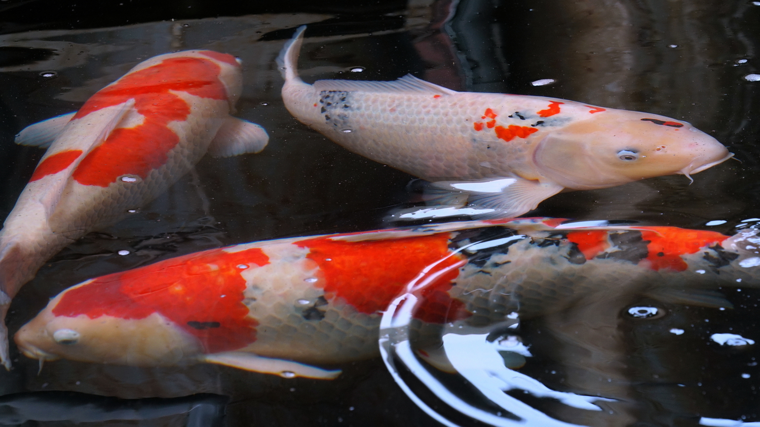 陳永鑑_錦鯉遊緃_20200511b.jpg