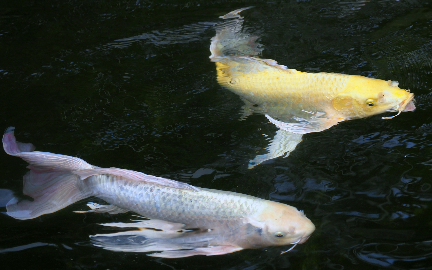 陳永鑑_錦鯉遊緃_20200513f.jpg