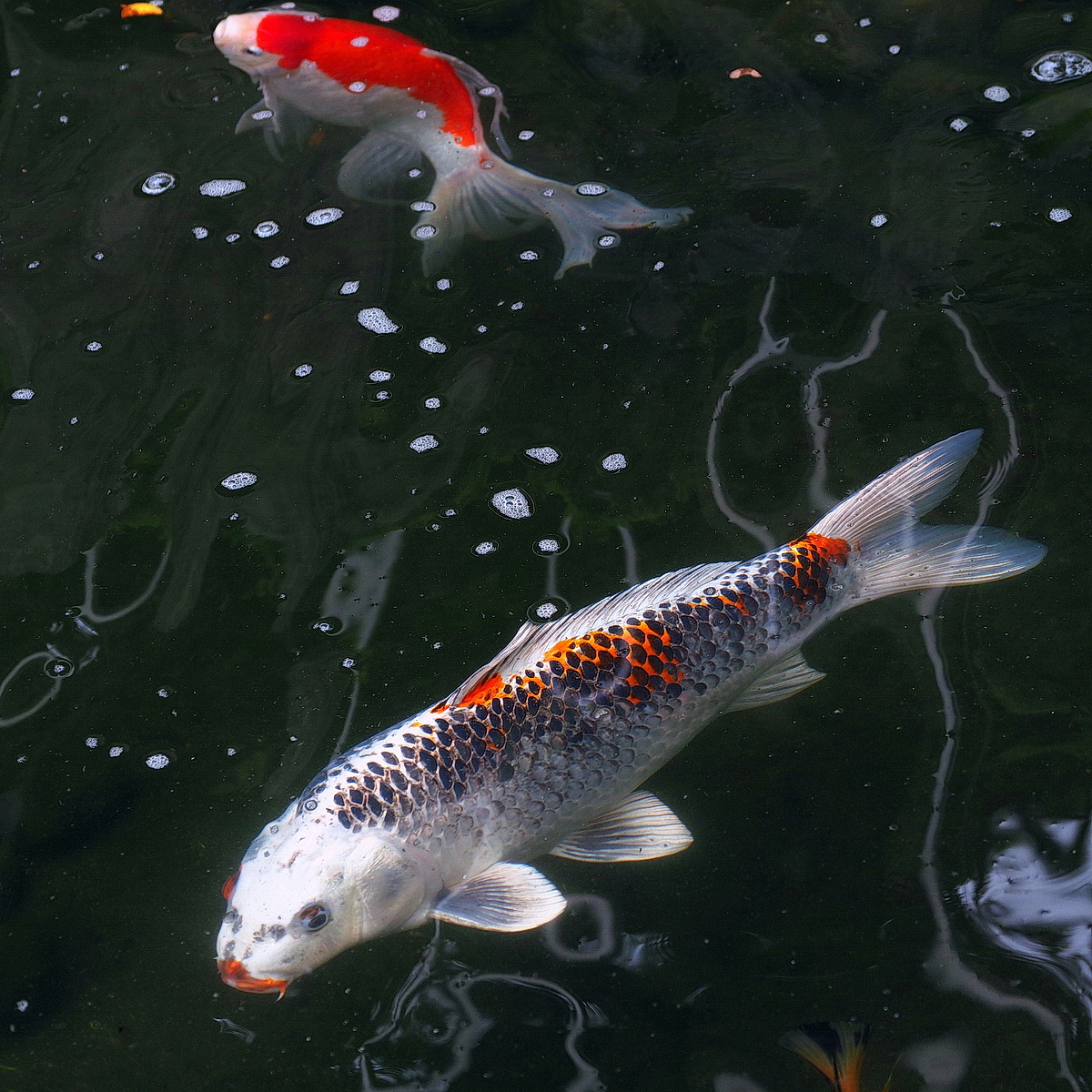 陳永鑑_錦鯉遊緃_20200513c.jpg