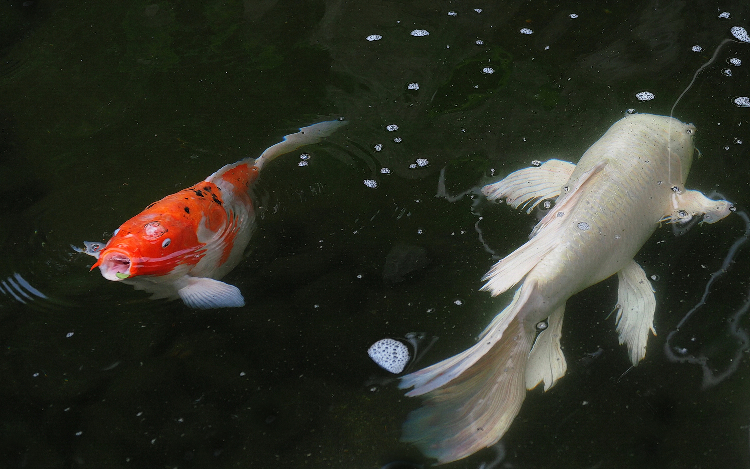 陳永鑑_錦鯉遊緃_20200513a.jpg