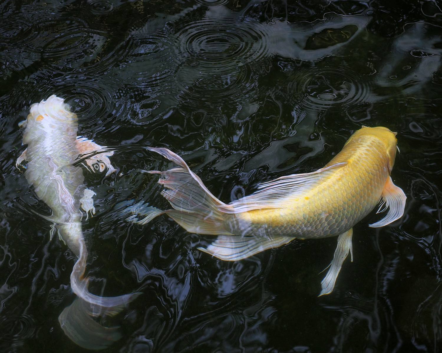 陳永鑑_錦鯉遊緃_20200513i.jpg