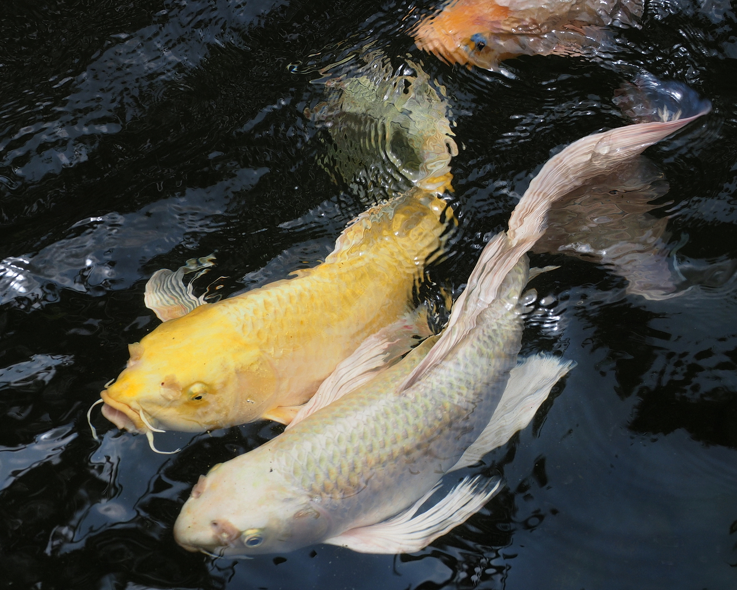 陳永鑑_錦鯉遊緃_20200516e.jpg