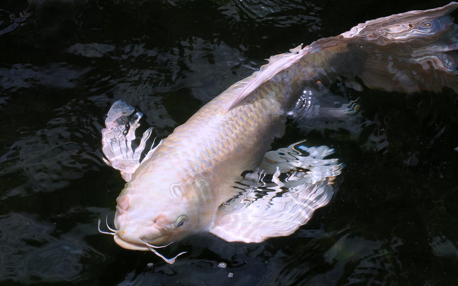 陳永鑑_錦鯉遊緃_20200516b.jpg