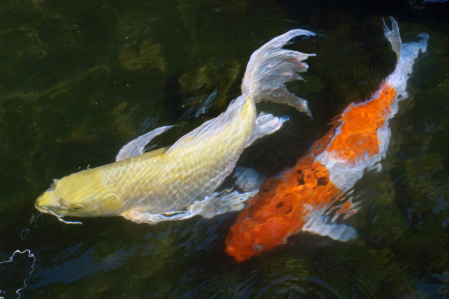 陳永鑑_錦鯉遊緃_20200517m.jpg