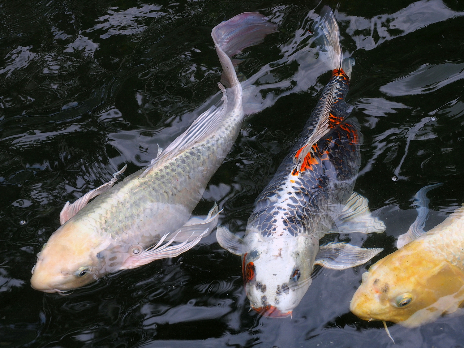 陳永鑑_錦鯉遊緃_20200520z1.jpg