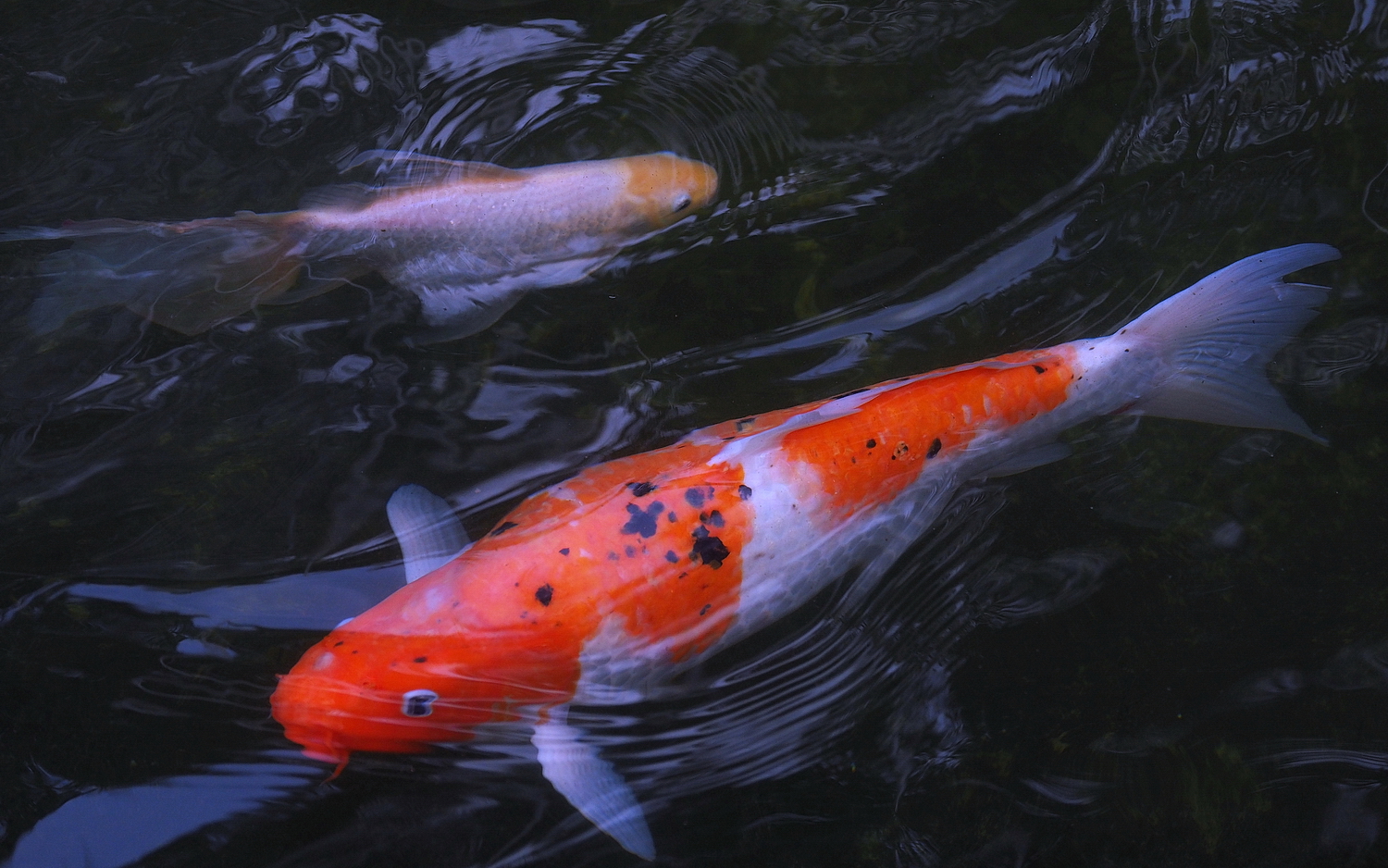 陳永鑑_錦鯉遊緃_20200521f.jpg