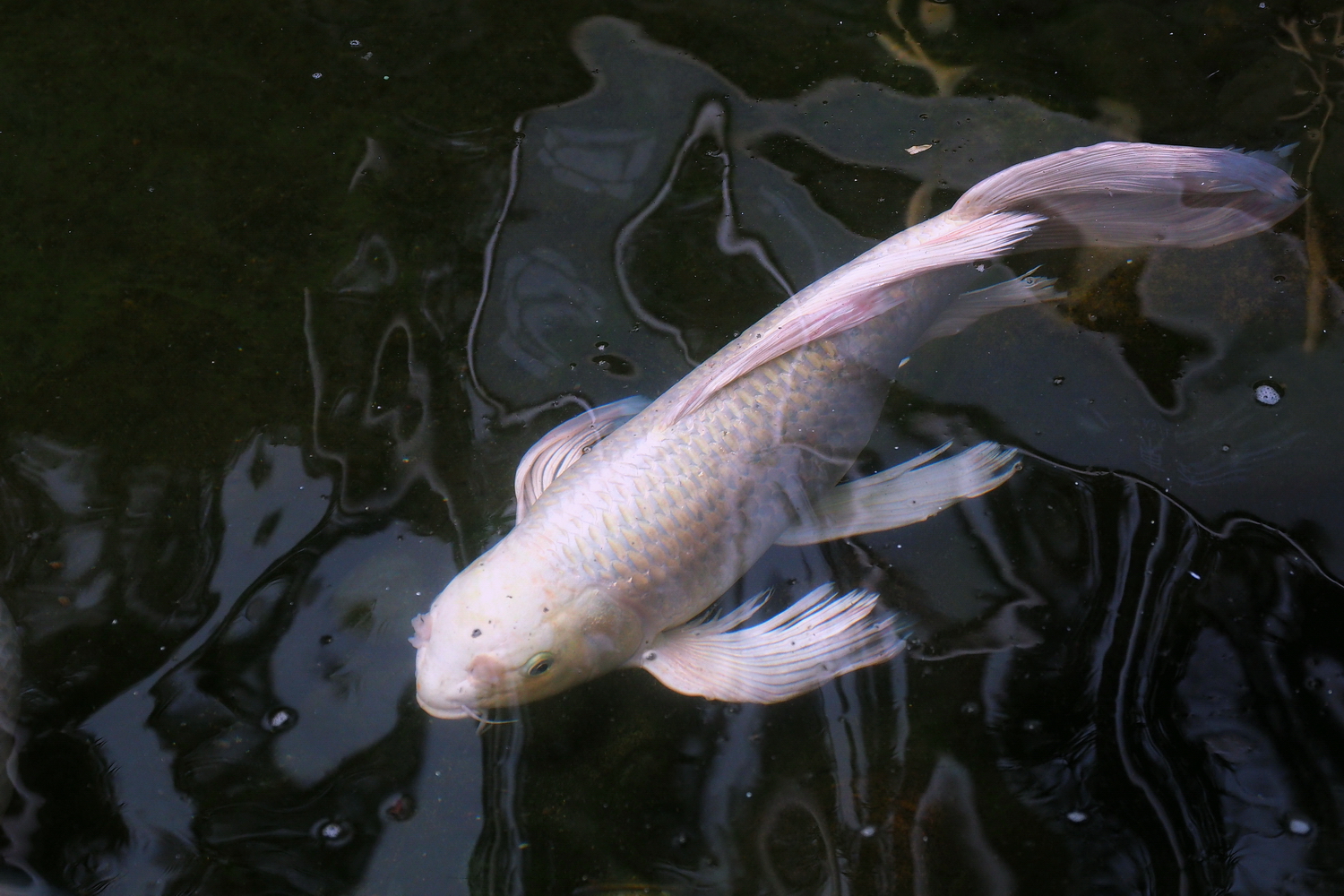 陳永鑑_錦鯉遊緃_20200521r.jpg