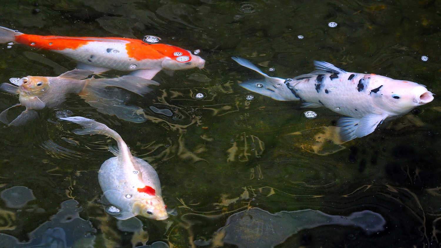 陳永鑑_錦鯉遊緃_20200528n.jpg