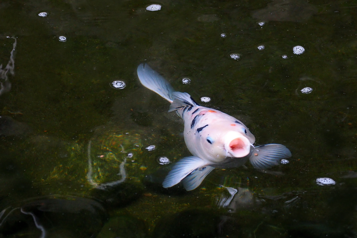 陳永鑑_錦鯉遊緃_20200528m.jpg