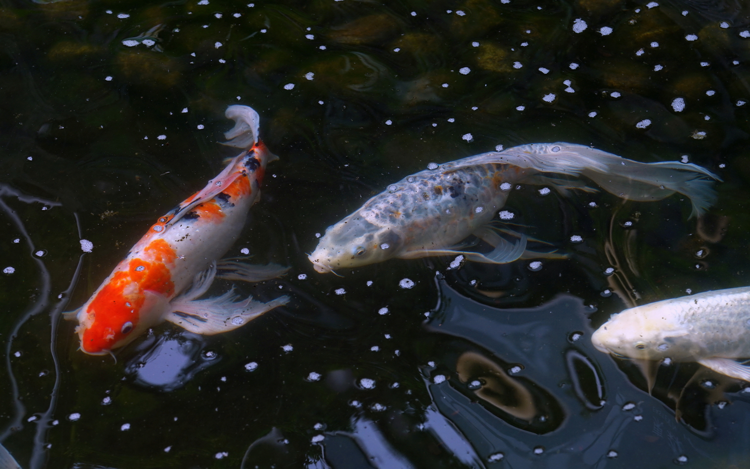 陳永鑑_錦鯉遊緃_20200530b.jpg