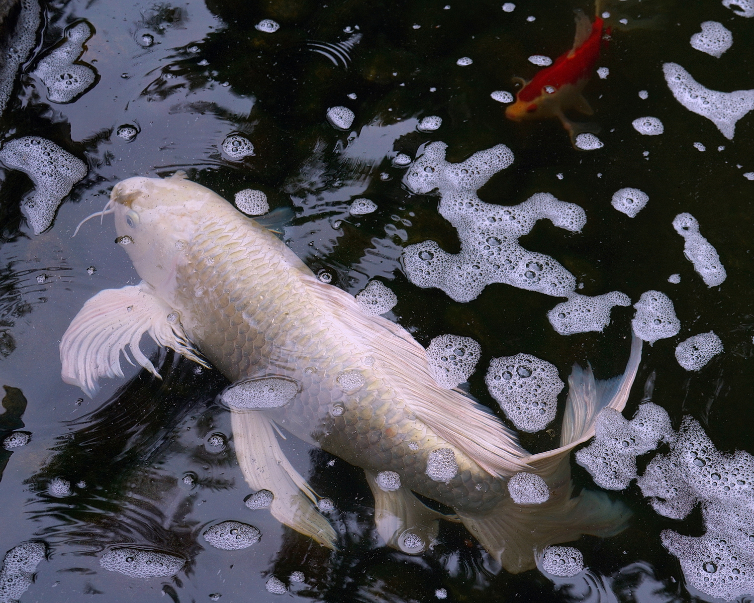 陳永鑑_錦鯉遊緃_20200530l.jpg