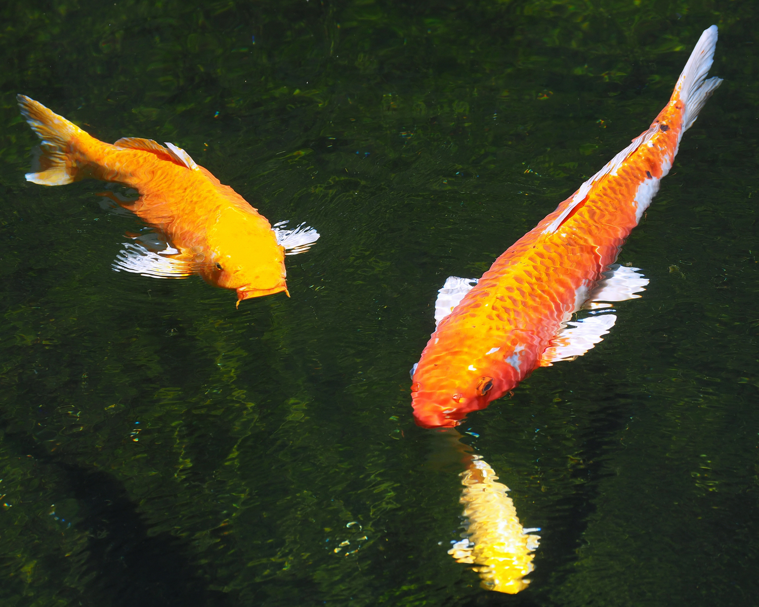 陳永鑑_錦鯉遊緃_20200601b.jpg